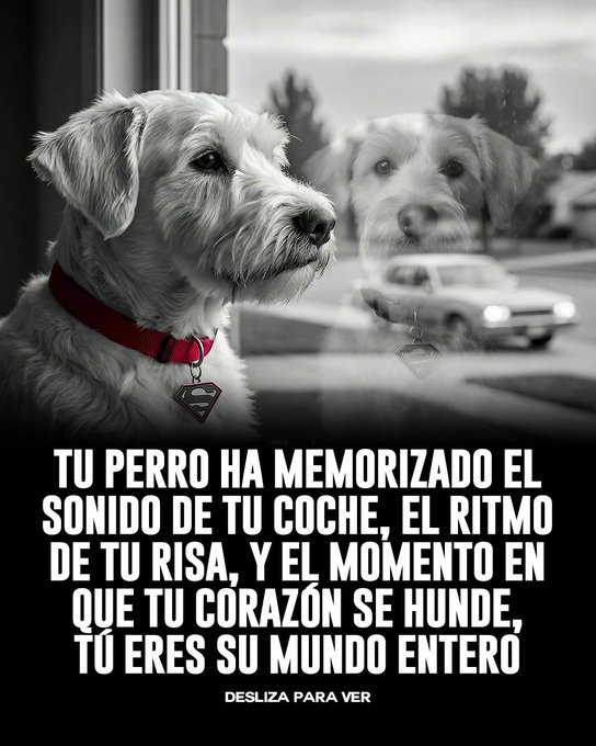 JorgeLuisRR1963's tweet photo. TU PERRO... https://t.co/hpSXLXh7mZ