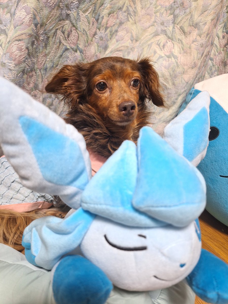 ren0904dq's tweet photo. もう寝んねだよって声を掛けたら、寝たくない愛犬はグレイシアに隠れました🐶丸見えですよ🤗 https://t.co/zsNdDbOEHB