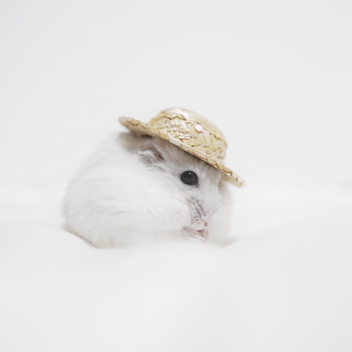 natico_hamu's tweet photo. 👒 https://t.co/yPkN5Z0khK