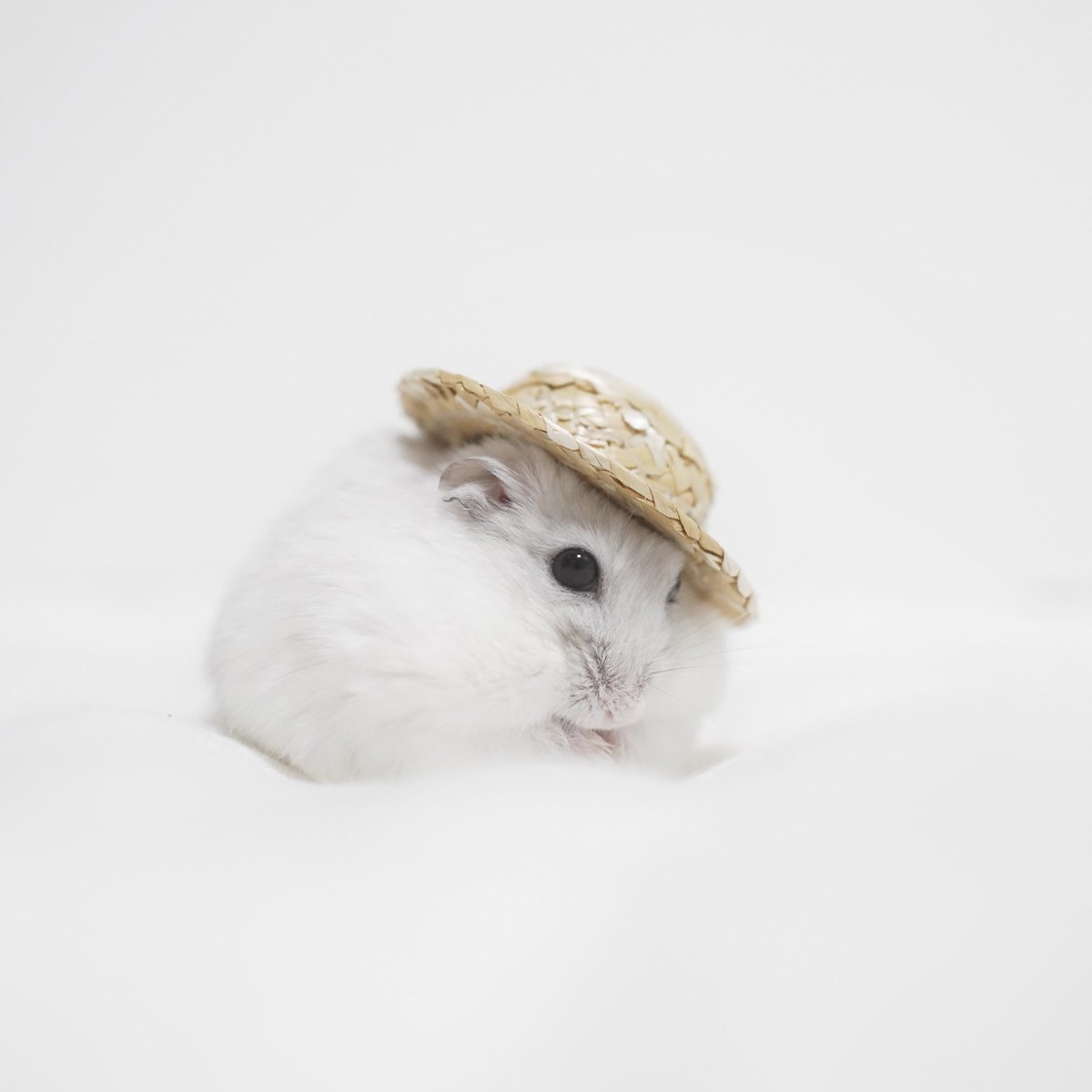natico_hamu's tweet photo. 👒 https://t.co/yPkN5Z0khK