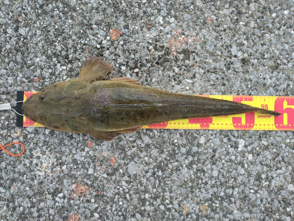 fishing_chobee's tweet photo. 測り方が雑になってますが
これは６０cmでいいと思うんです…
つまり…
初マーゴン達成ということなんです㊗️ https://t.co/douQUTmfZR