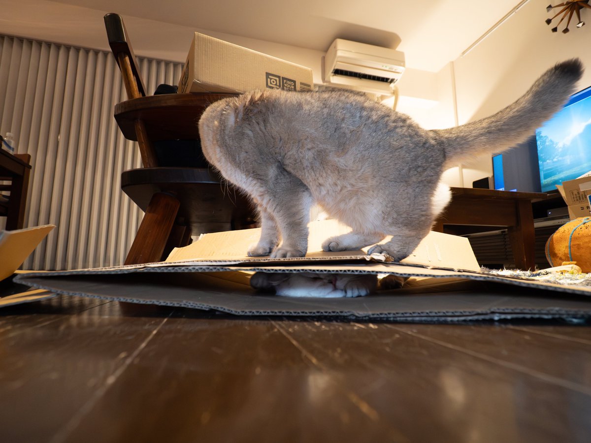 marco74444's tweet photo. えーー！
万福に踏まれて
大福がどんどんぺったんこに。。。

やっぱり猫は液体だった😳？

#万福 #大福
#ラッキーズ

#omsystem https://t.co/iYQOza4kVy