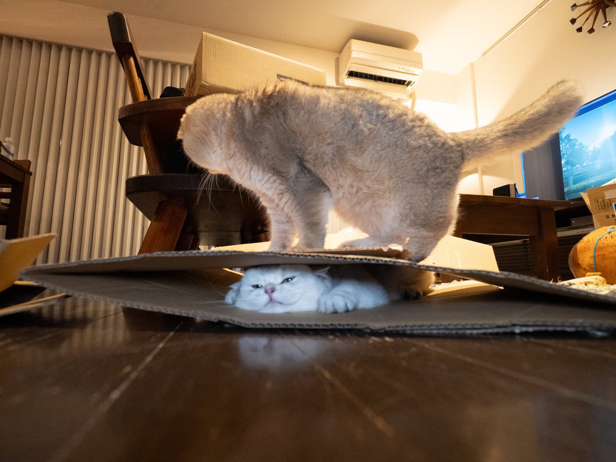 marco74444's tweet photo. えーー！
万福に踏まれて
大福がどんどんぺったんこに。。。

やっぱり猫は液体だった😳？

#万福 #大福
#ラッキーズ

#omsystem https://t.co/iYQOza4kVy