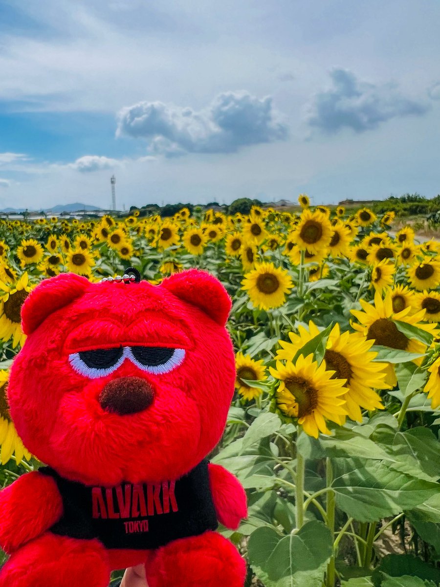 shmbbbst_'s tweet photo. ルークとおでかけ🐻❤️🌻🚗☀️

#ルークといつもいっしょになつやすみ https://t.co/oZX1l30uwx