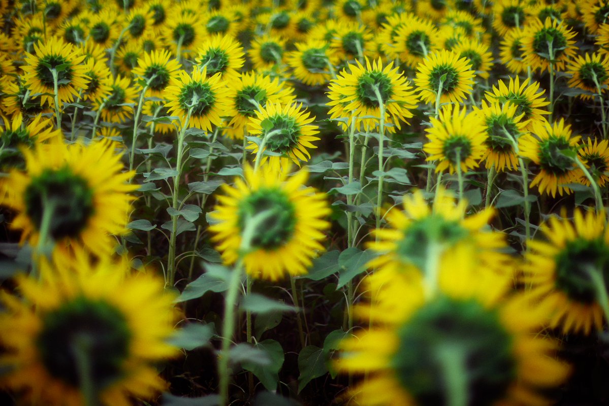 yoshilandscape's tweet photo. ひとりぼっち🌻 https://t.co/gQCUhusFNx