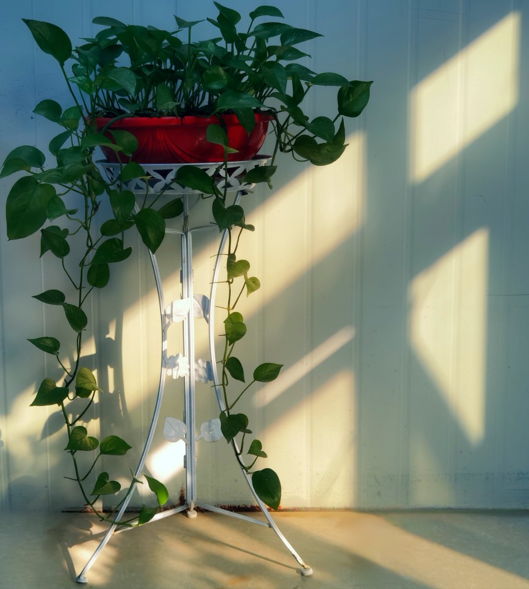 KnarikF's tweet photo. Pro tip for your pothos: Let the top 2 inches of soil dry out between waterings! No overwatering = happy, trailing vines. https://t.co/oNpBiOxyWb
