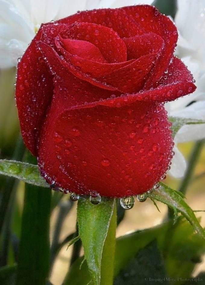 xujbzo's tweet photo. وأنا فؤادي مثل زهره والزهر يشتاق المطر🌹 https://t.co/gu2e0SImHY