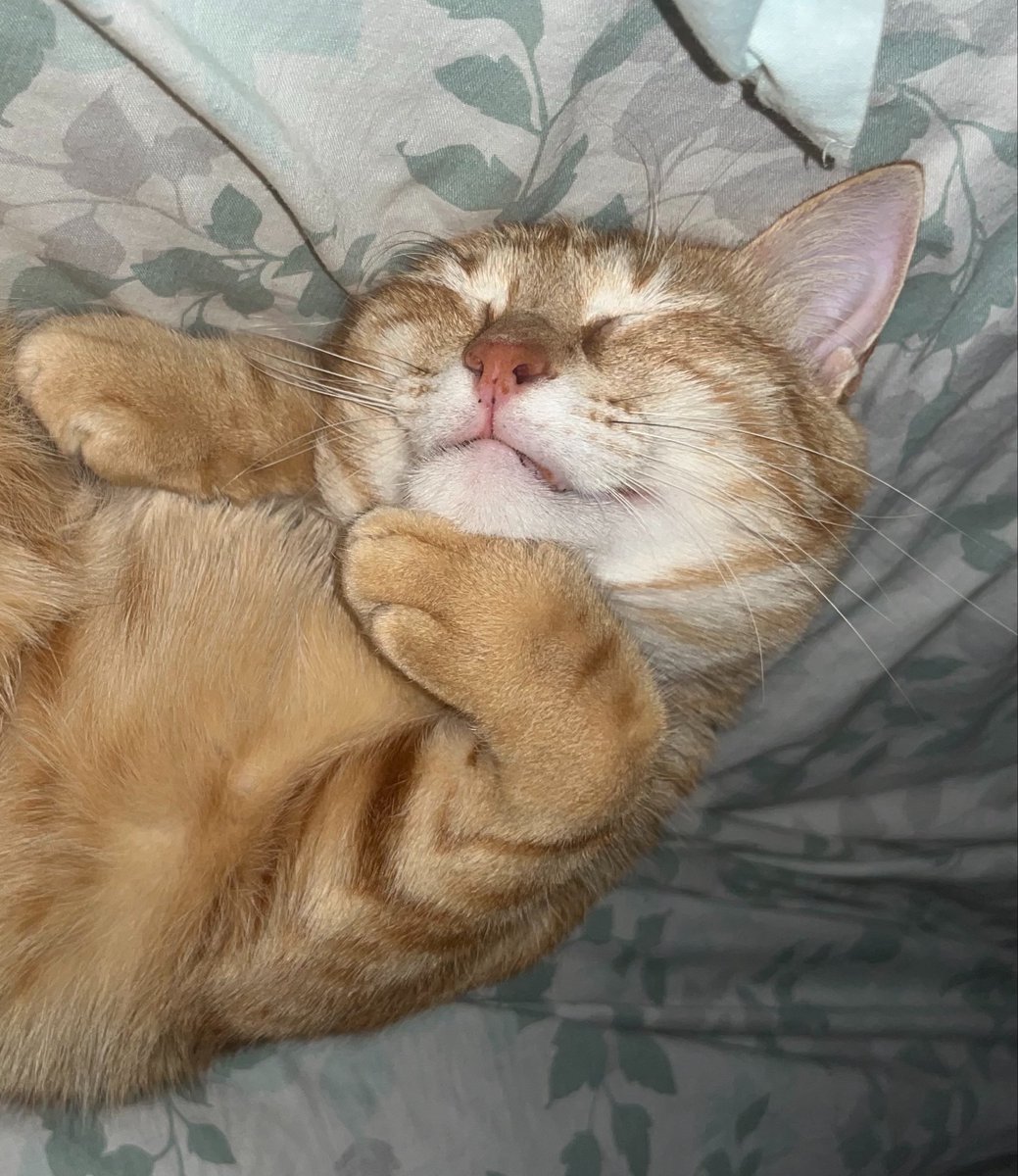 Arynlink's tweet photo. omg i love my cat,, i have another one who’s even prettier, he’s just not that photogenic so he always looks like some kind of entity in photos, i love them both so much https://t.co/t4IkVjLs2E