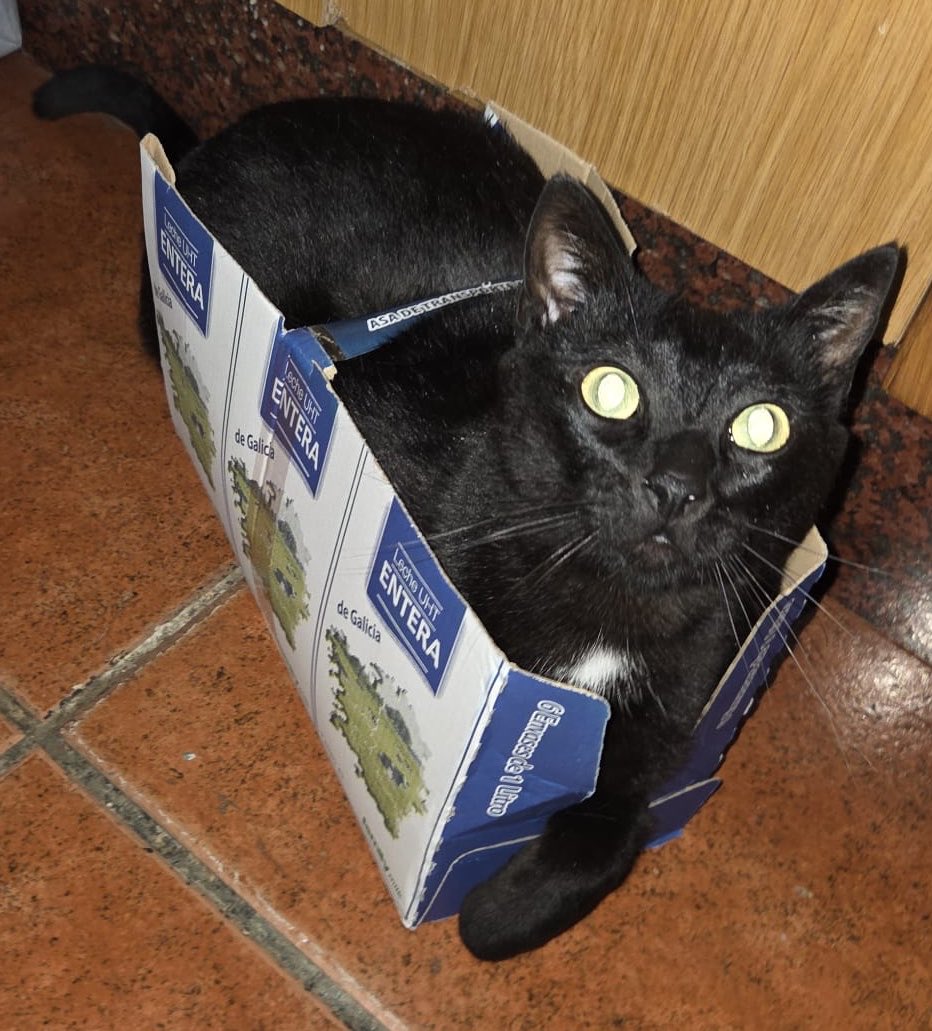 Arynlink's tweet photo. omg i love my cat,, i have another one who’s even prettier, he’s just not that photogenic so he always looks like some kind of entity in photos, i love them both so much https://t.co/t4IkVjLs2E
