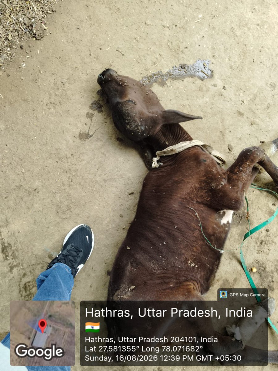 BalajiTraders20's tweet photo. जनपद हाथरस
@dm_hathras जी  नगर पालिका हाथरस  गौ शाला  की हालत
 @myogiadityanath जी संज्ञान में लीजिए
@diohathras @WeUttarPradesh https://t.co/ZGiE3EsjAa
