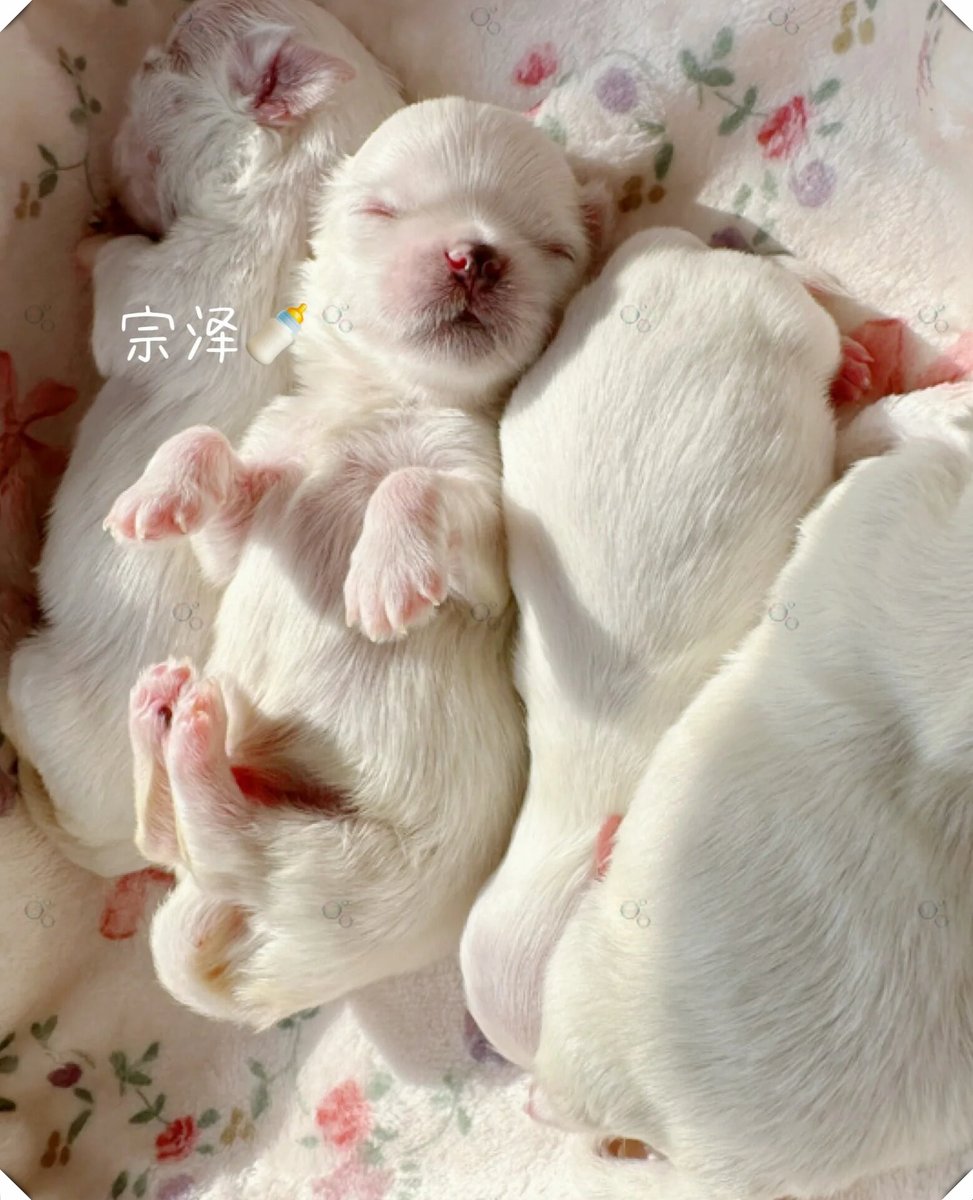 YermainAlcala's tweet photo. Watch your little fur buddy’s tiny paws turn into big playful steps over months—growth isn’t just about size, it’s all the cute silly moments in between https://t.co/Q804pUiXjf