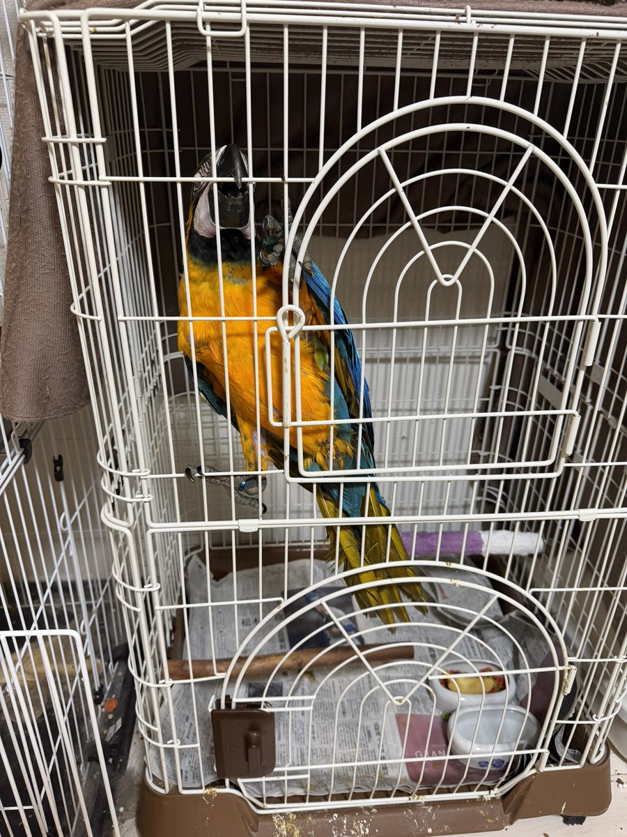 koganekongo's tweet photo. ついに我が家にルリコンゴウインコがきたっ！ https://t.co/cVcWy6wBHI