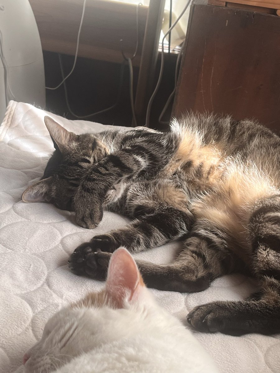 Inunekonekobig's tweet photo. 大好きなみーやん。
#猫好きさんと繋がりたい
#猫の居る幸せ
#ねこ　#猫 #cat #犬も好き https://t.co/9Lbhg7cT7e