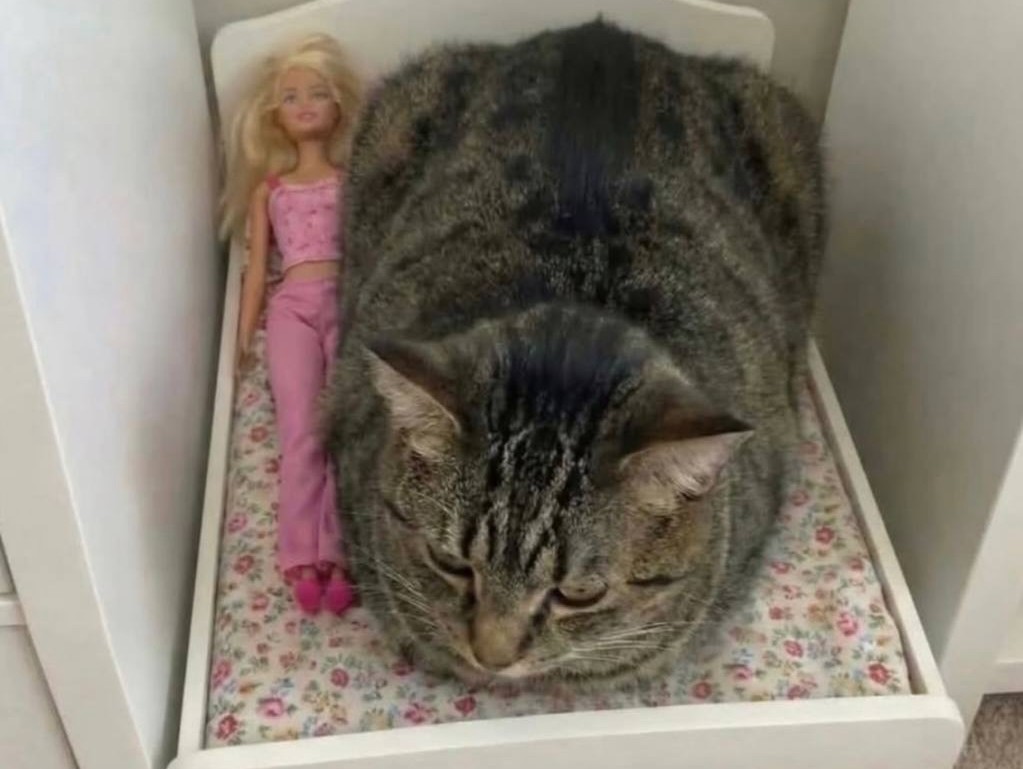BFrog__'s tweet photo. así se siente compartir la cama con un gato https://t.co/TyCvpjnEwz