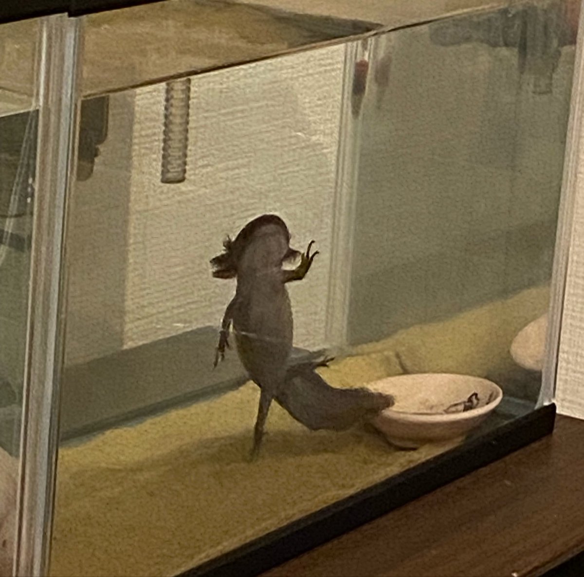 blacktea_z's tweet photo. くろみつ…ごはん……

しらたま…寝

 #ウーパールーパー https://t.co/N3Ib5MCpXx