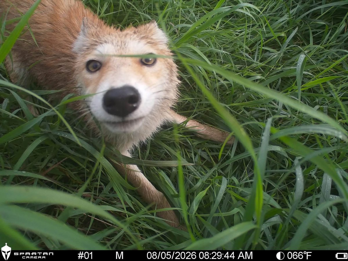 Trail_Cams tweet picture