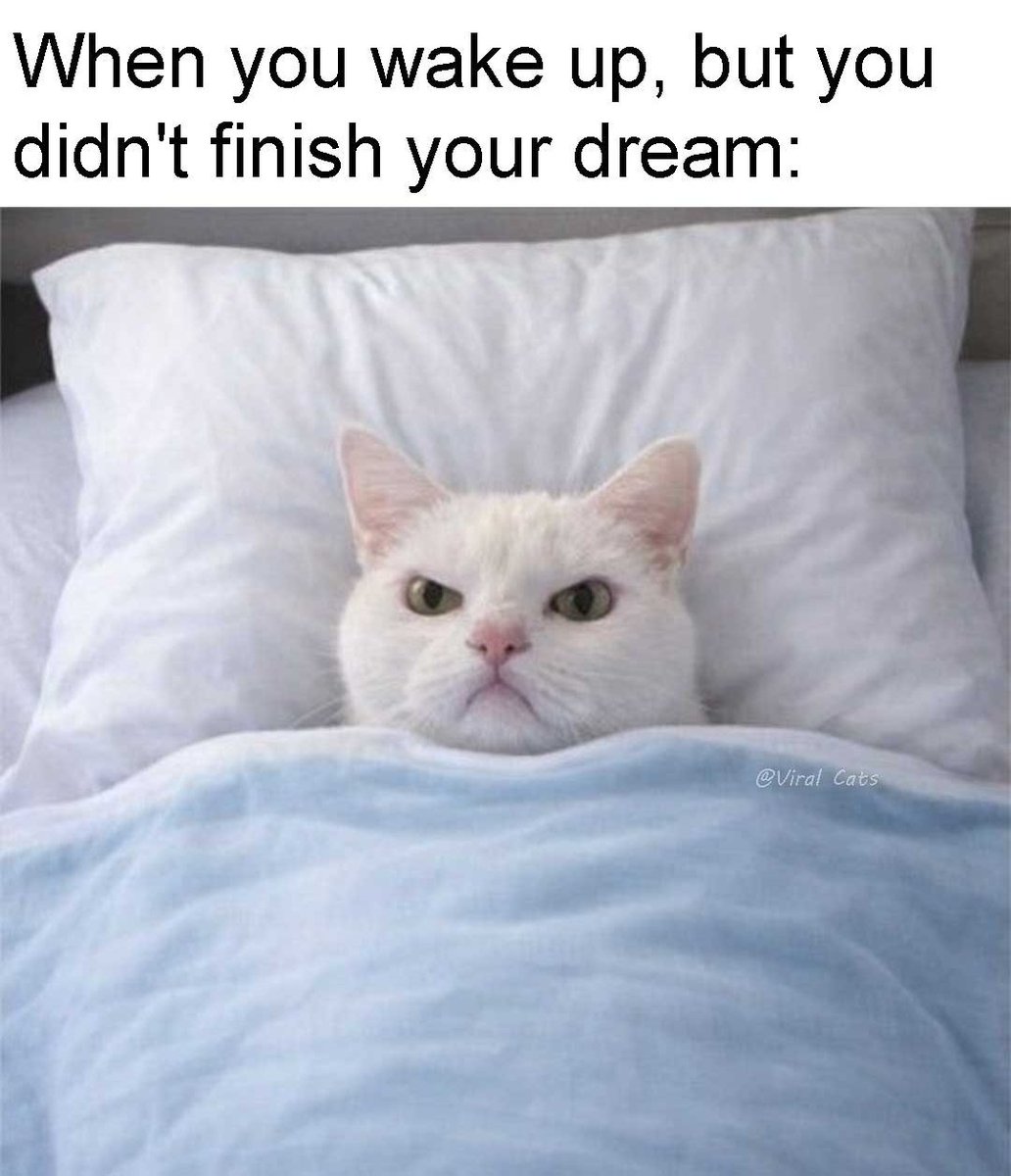 ACheryl80675's tweet photo. 🤣🐈🐈🐈 https://t.co/XT7s8XKa2U