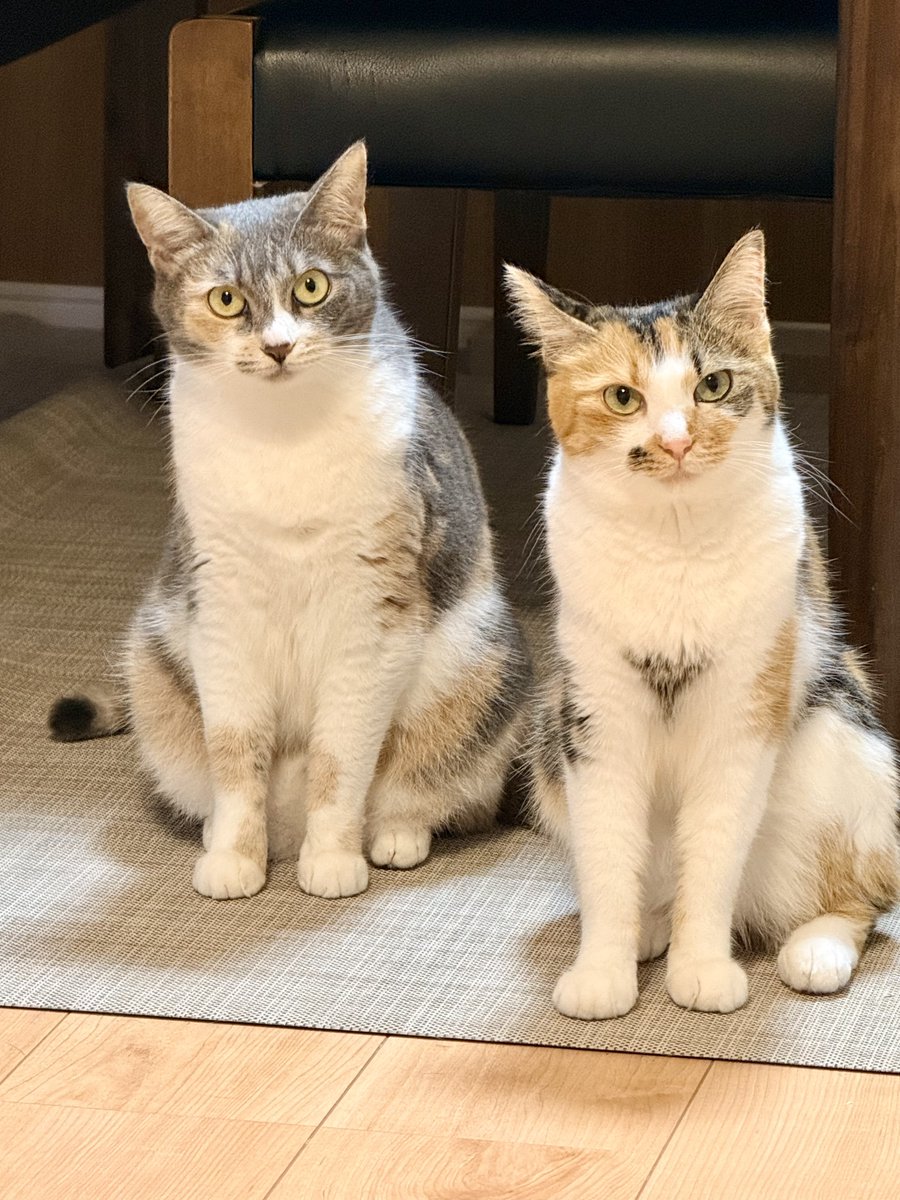 GottsuX's tweet photo. 本日は年１のワクチン接種
病院嫌いなので、やや不機嫌気味
#三毛猫　#猫のいる暮らし𓏲𓎨 https://t.co/qpEBXpKAW2