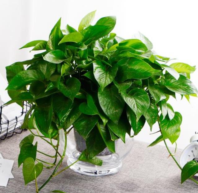 crosewell69's tweet photo. Pro tip for your pothos! Keep its leaves dust-free u0026 rotate it weekly for even growth—easy care that keeps this air-purifying beauty thriving! https://t.co/cPcQnkR7Cr