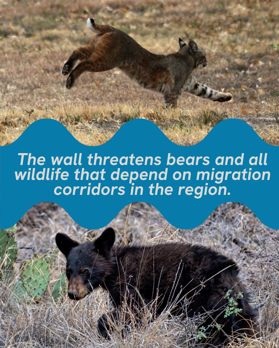 NWF's tweet photo. Work has started on destructive border security measures in Big Bend National Park. 🚧

Say NO to physical barriers that will disrupt wildlife migration, fragment habitats, and jeopardize river access and public lands https://t.co/cNlMGtgB9i