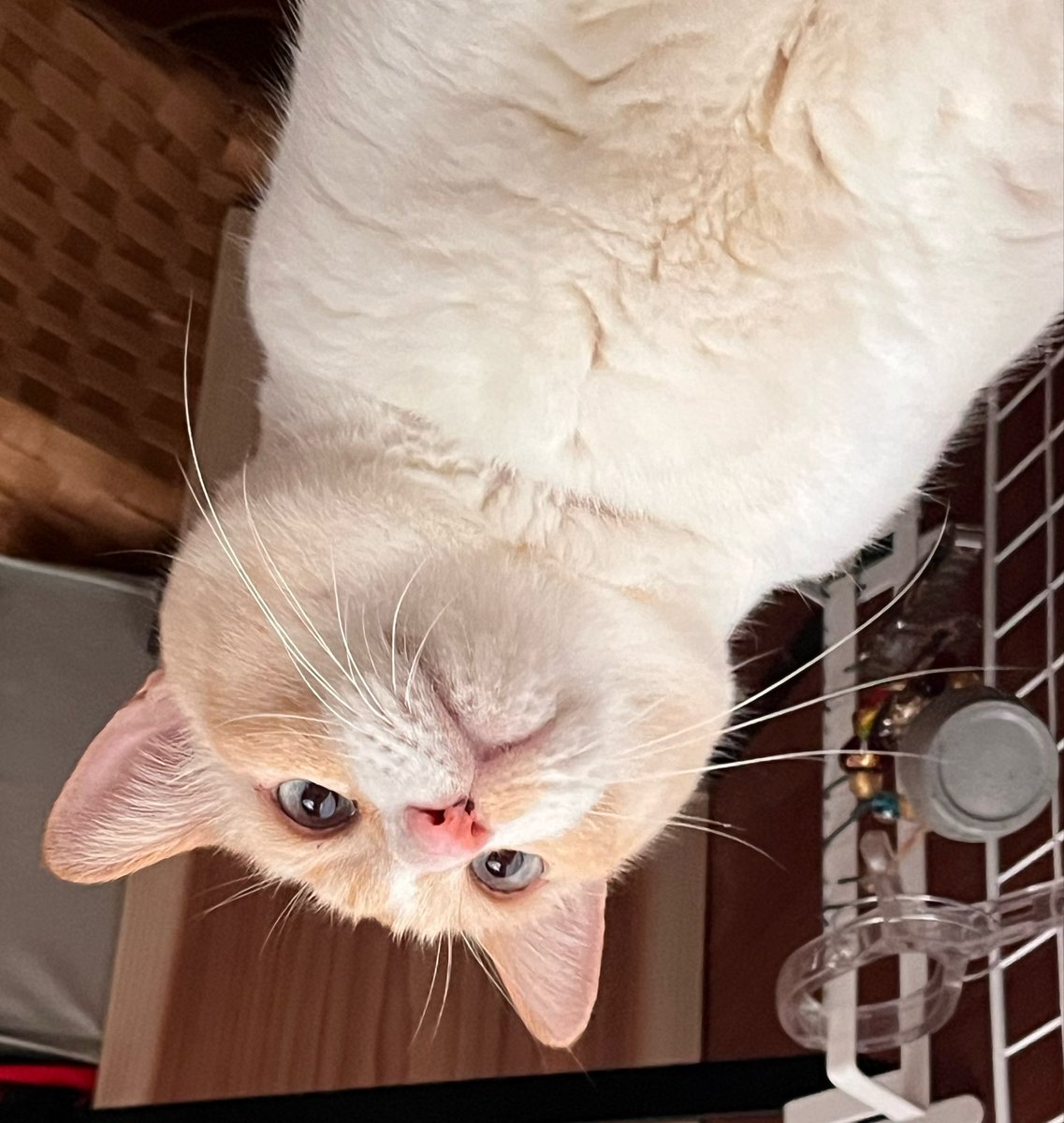 Inunekonekobig's tweet photo. 横になって居ると
見下ろされる。
#猫好きさんと繋がりたい
#猫の居る幸せ
#ねこ　#cat #猫 https://t.co/AQAjyDraRY