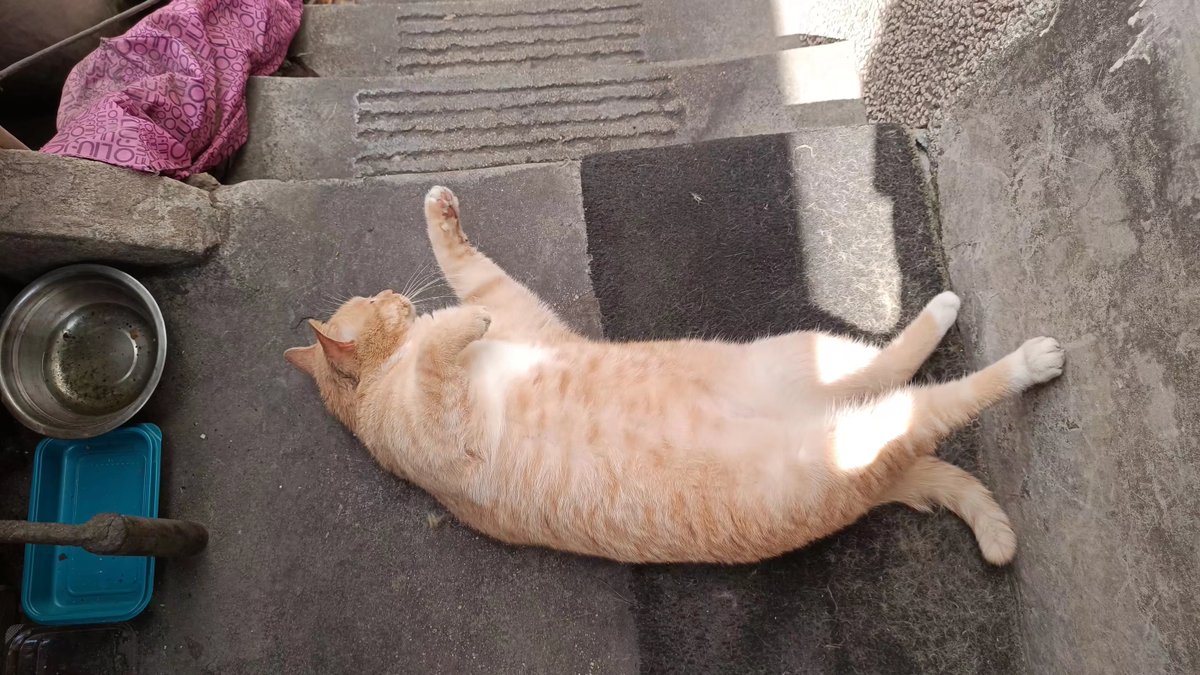 Dryouy1's tweet photo. Just caught this sun-dappled alley cat napping on a vintage windowsill — city street vibes hit different https://t.co/9BKwaw9FJm