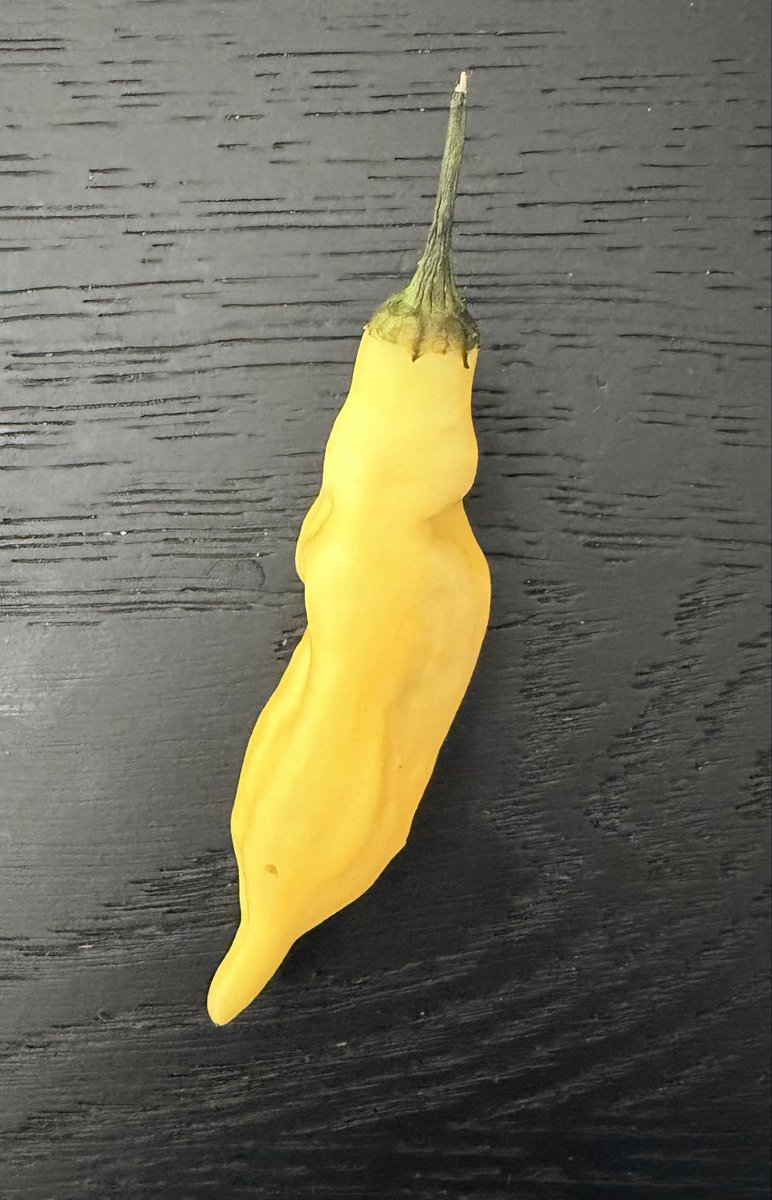 Capsiapp's tweet photo. Ran into Aji Limón yesterday. 1kg. Now what? 😁 https://t.co/UlKZI3l7qz
