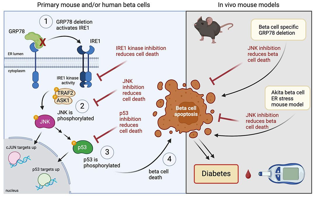 jclinicalinvest's tweet photo. @WeillCornell 🧵 2/3 | JNK and p53 cause human and mouse pancreatic beta cell death during excessive unfolded protein response: https://t.co/LlAlIvFX0X https://t.co/QWtEXeLsbH