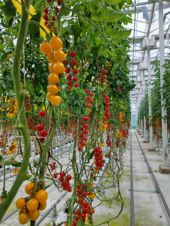 _IsItJustMeOr's tweet photo. Just tried the new organic cherry tomatoes from the local farm—bursting with natural sweetness, firm texture, no weird aftertastes. Perfect for salads or snacking! ， https://t.co/nLWpfjJyfi