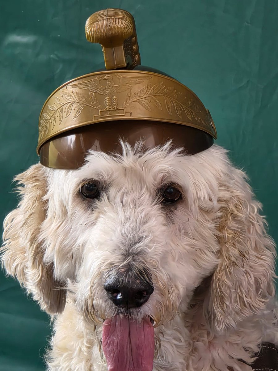 SimonElliott20's tweet photo. https://t.co/XHcSFoiOT5
Much new tellybox content loaded up onto my website broadcast page, including the ace two part @HistoryHit  show about the IXth legions progress northwards in Britannia! Featuring Hector the Archaeological Dog giving Caesar the Beagle an acting masterclass!!!