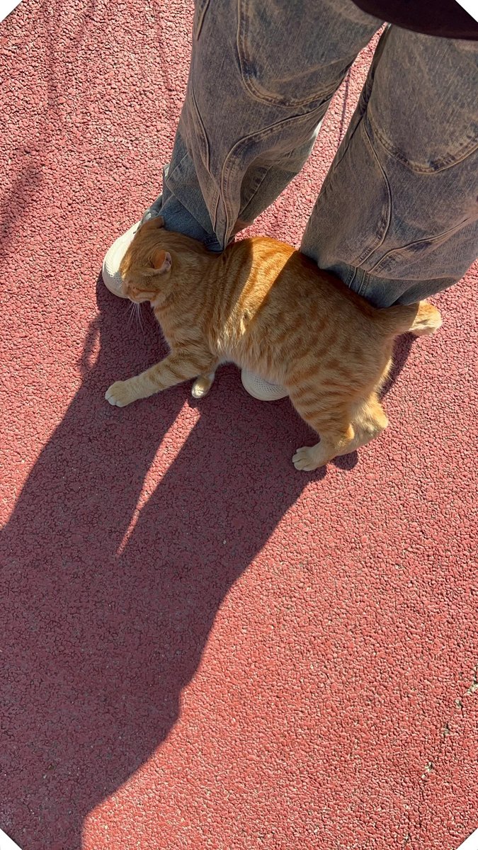 bumpahuddle's tweet photo. My grumpy old cat who only talks to me has been extra clingy today—guess today’s my lucky day  #PetLove https://t.co/GqA6td6vop