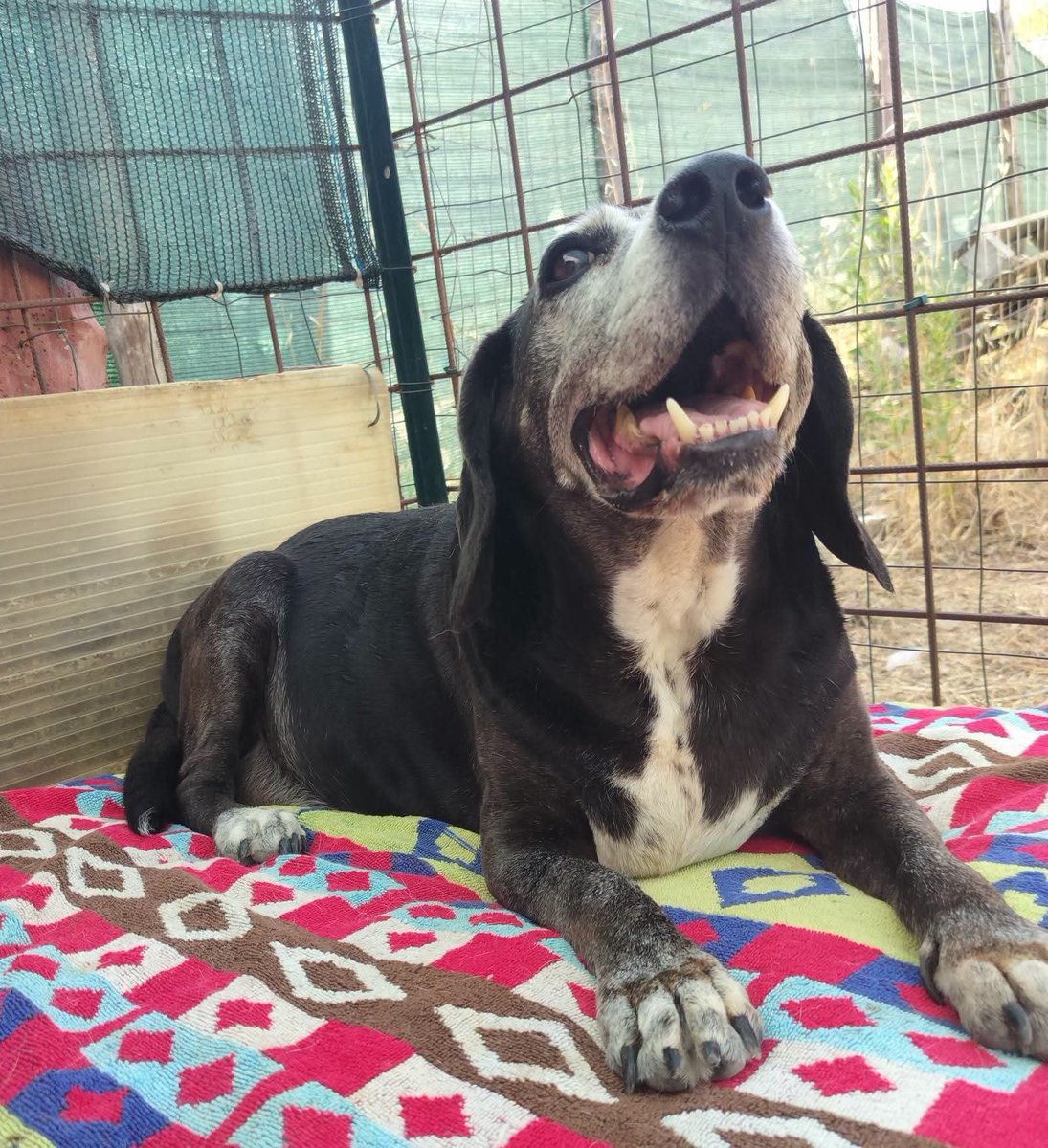 unonlus's tweet photo. #Barone merita di conoscere l'amore di una vera famiglia per i suoi ultimi anni, non di restare solo in un box. Non lasciamo che il suo tempo scivoli via. 🐶❤️ #cercafamiglia
📍 Palermo ( adozione in tutto il centro-nord)
📞 Info/Adozioni: 327 8169412
#marj https://t.co/BkWf1FC1p4
