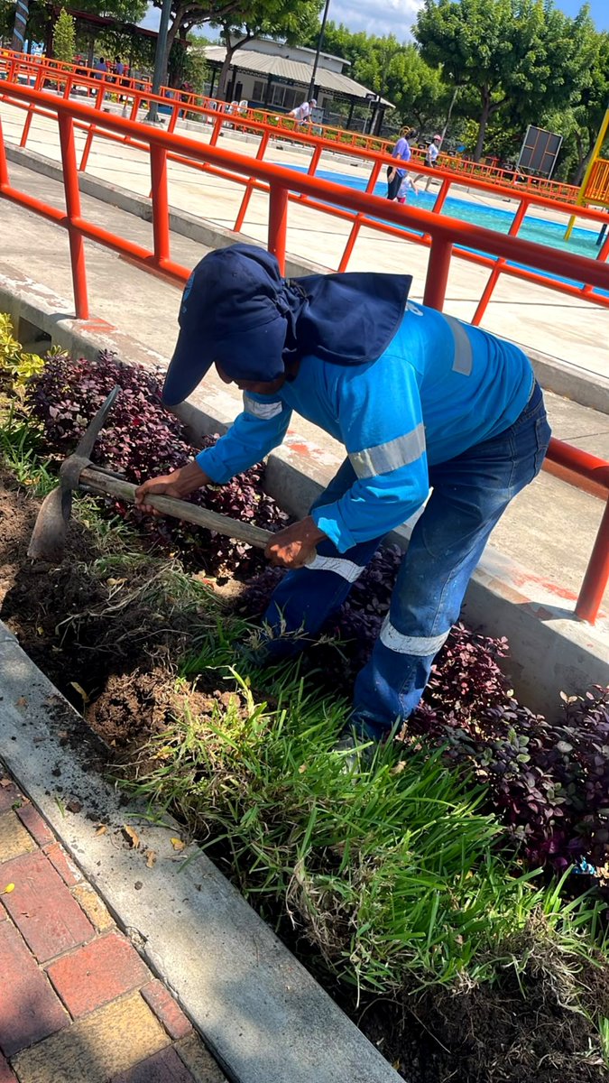 parquesgye's tweet photo. 👷‍♂️Además del mantenimiento agronómico, nuestra cuadrilla ejecuta trabajos de mantenimiento civil en parques y espacios públicos de Guayaquil, atendiendo las necesidades de cada sector para conservar y mejorar sus instalaciones. 1/4

Conoce algunos de los puntos intervenidos:
#AsiSeHaceGuayaquil #AquiEstamos #GuayaquilNoSeDetiene #CiudadDeTodos @alcaldiagye @taticoronelf