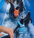 brucelros134's tweet photo. THERE ARE 2 PENGUINS.

Names are TaoTao and LuLu.

CHECK at 00:17

https://t.co/sTh2Md6bW4 https://t.co/JPCQBl9APj
