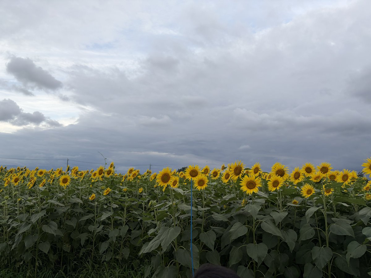 yuzu010ki181's tweet photo. ひまわりと花火見てきた🌻🎇 https://t.co/tv08Z29CAi