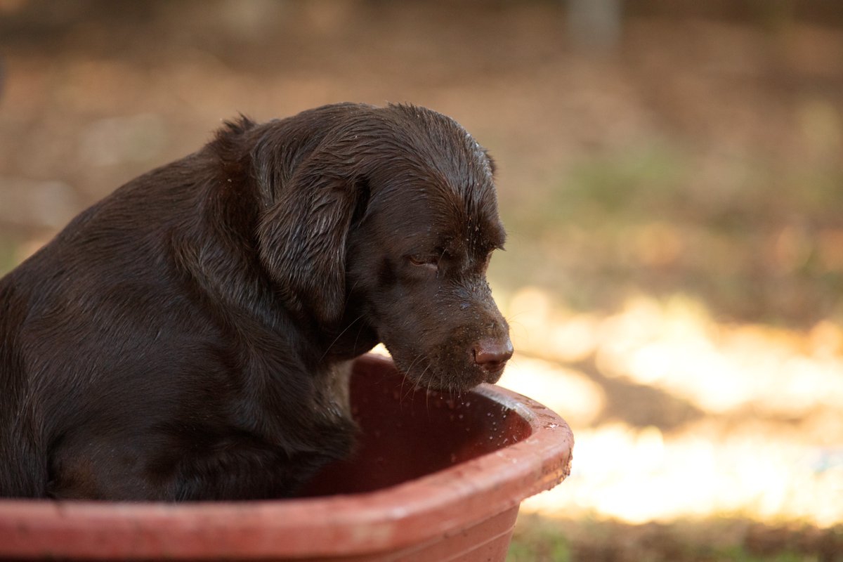chocolatelabtx's tweet photo. Things that made my dog sulk this weekend: 
-Not being allowed to gorge on raw chicken feed
-Sprinkler privileges revoked
-No return trip to the real pool
#chocolatelabrador https://t.co/4dsGjTpWVT