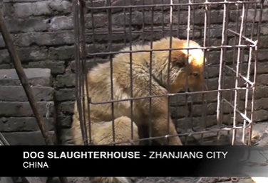 NamiKim_DogsSK's tweet photo. 🙏PLEASE🙏
READ AND SHARE OUR POSTS ABOUT THE HEINOUS #DogCatMeatTrade in 🇨🇳#CHINA
🔃https://t.co/Chic4R0bRU
#Awareness https://t.co/hpCVewKdql