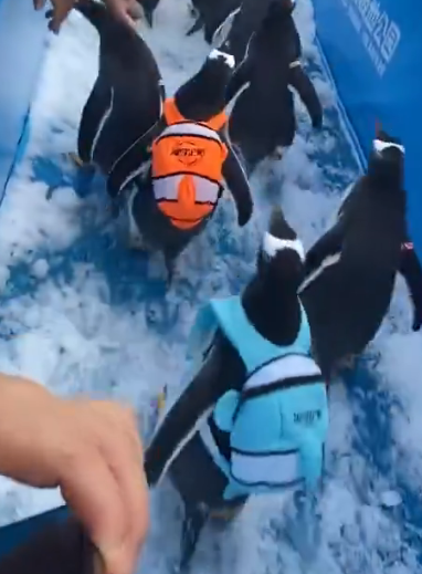 brucelros134's tweet photo. How is TaoTao at 50k? There are 2 Penguins in the video.

One is called Lele one is called TaoTao

All current coins running are wrong.

Send the correct one. You can see both penguins at 00:17.

https://t.co/mzdlmqcqAT https://t.co/4RdGeIe07r