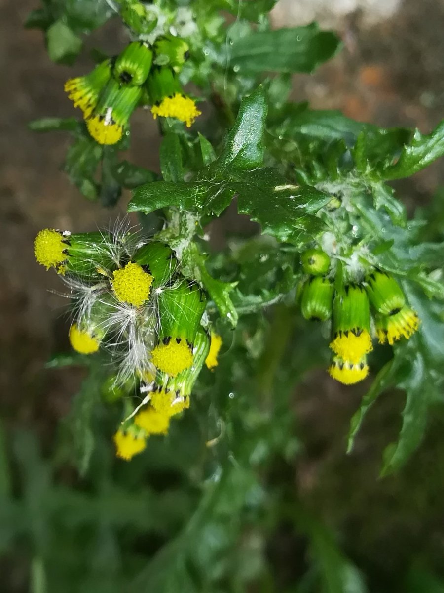 flora_vigo's tweet photo. Este Senecio vulgaris (#Asteraceae) nos muestra sus bellas flores en este caluroso domingo vigués.
#Vigo #botánica #flores #plantas https://t.co/t7e5jqcBeH