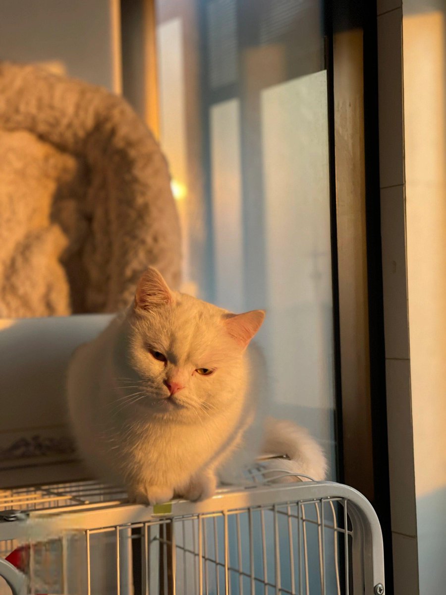 sydein's tweet photo. My neighbor brought over homemade chocolate chip cookies to celebrate my new kitten! What a sweet start to the weekend ， https://t.co/F2m2WnSRgo
