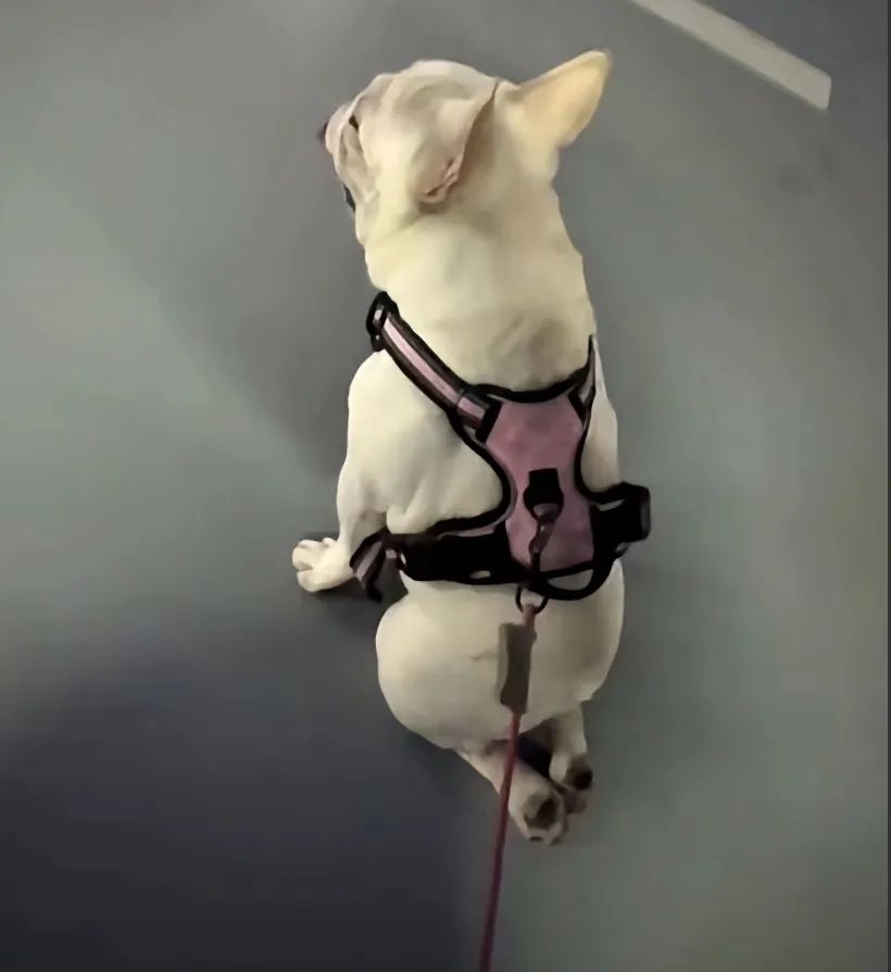 Tuey98394236's tweet photo. My pupper just mastered sitting pretty for treats today  Small wins = big joy in puppyhood! https://t.co/udWYcSQf6W