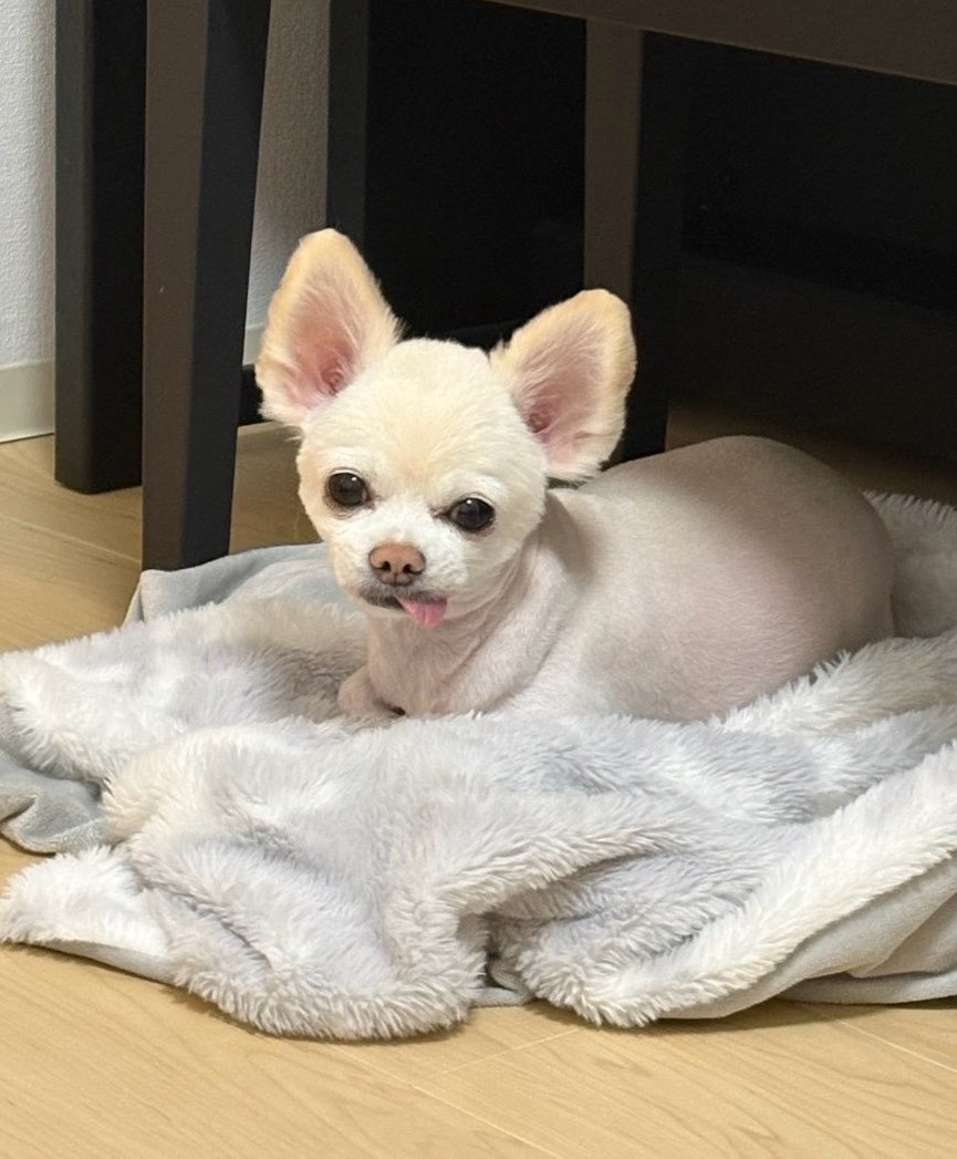bechonnosuke's tweet photo. 💈いってほそべべ(new)になった！

#今日のべべ
#チワワ
#犬
#いぬ
#犬のいる暮らし https://t.co/lPJK3qJ3QC