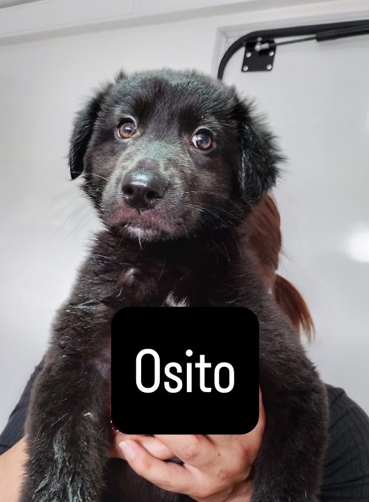 BlanquitaMontt's tweet photo. Se nos acaba el tiempo y el hogar temporal. Panchito y Osito buscan hogar definitivo con urgencia. Ellos fueron rescatados en los temporales de julio. Ayúdanos a difundir ☎️ +56 9 3580 5655  #viñadelmar #santiago https://t.co/Bnf0wrQcSs