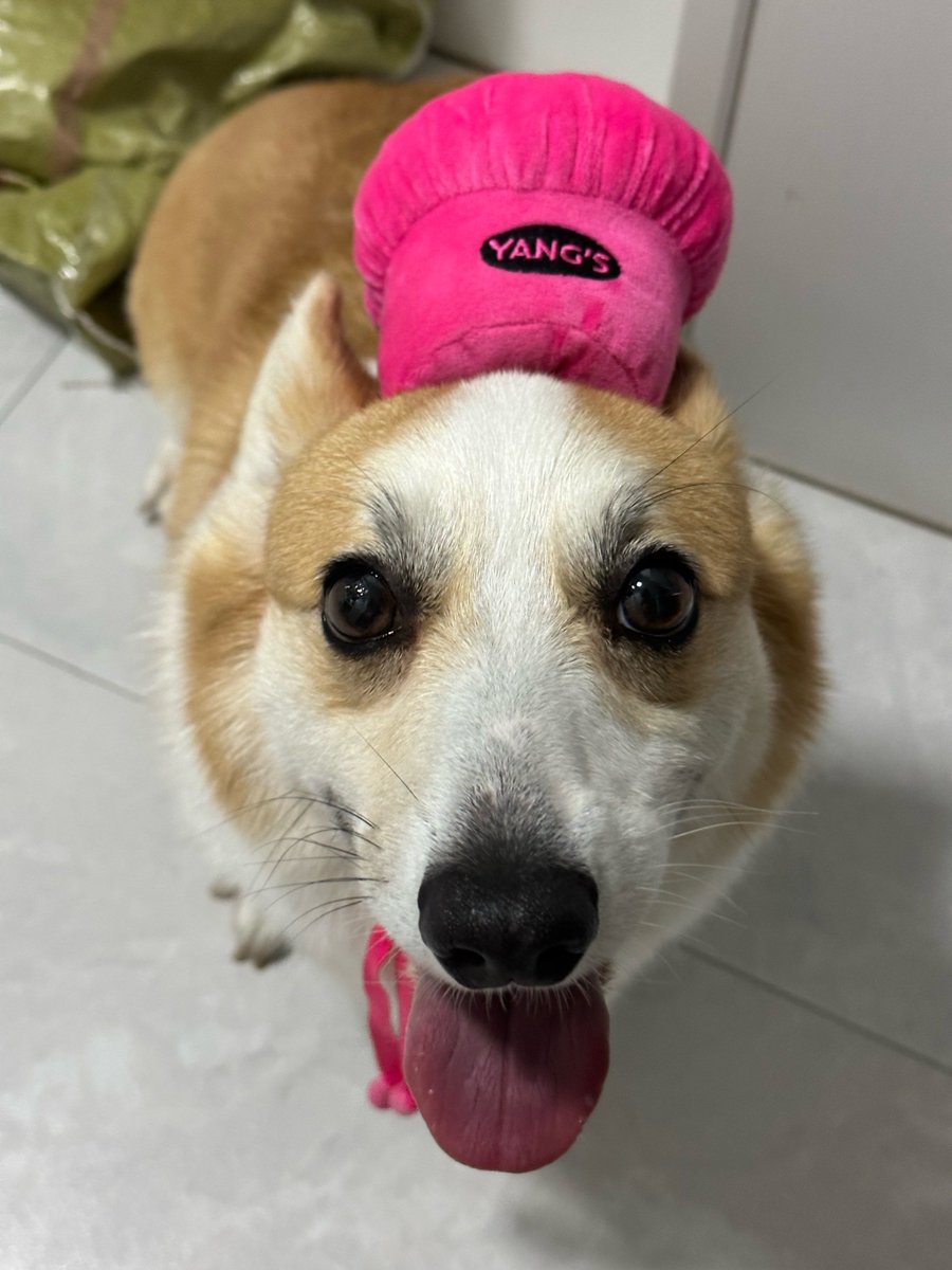 celarde2's tweet photo. My tiny pup who used to fit in the palm of my hand is now zooming around the living room like a fluffy tornado! Every little growth win makes my heart full , best part of pet parent life is watching them bloom. https://t.co/oiZNUSB7R0