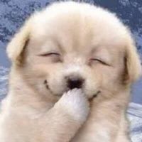 yonmohamnida's tweet photo. イェオンたま、あまりにもこのイッヌすぎる https://t.co/6eUiZTPBUY