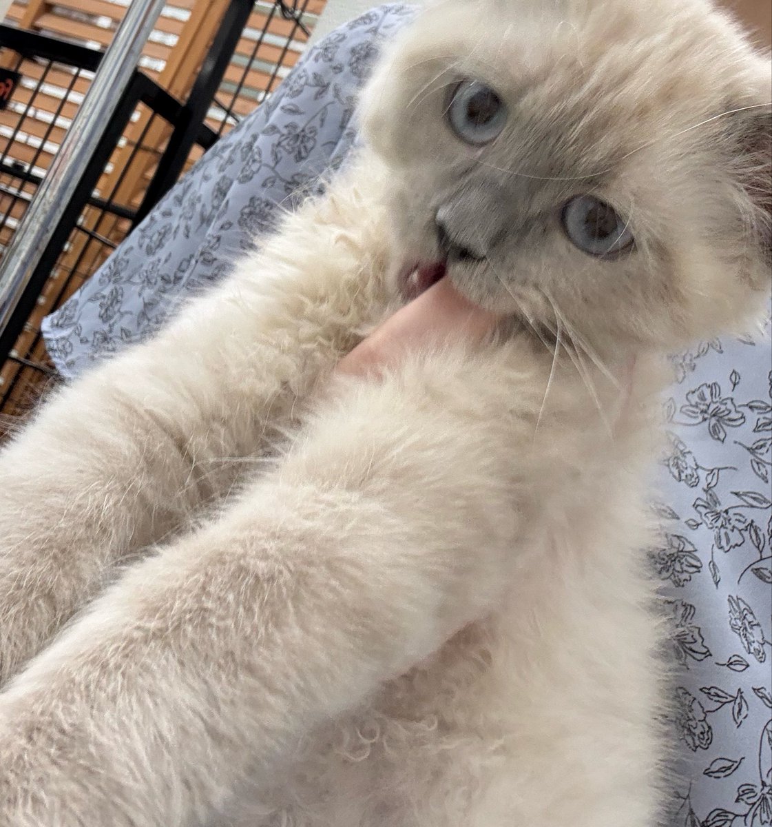 jujutasara's tweet photo. 新しい家族🫶

#ネヴァマスカレード
#サイベリアン
#猫のいる暮らし https://t.co/yYuoiE7sGi
