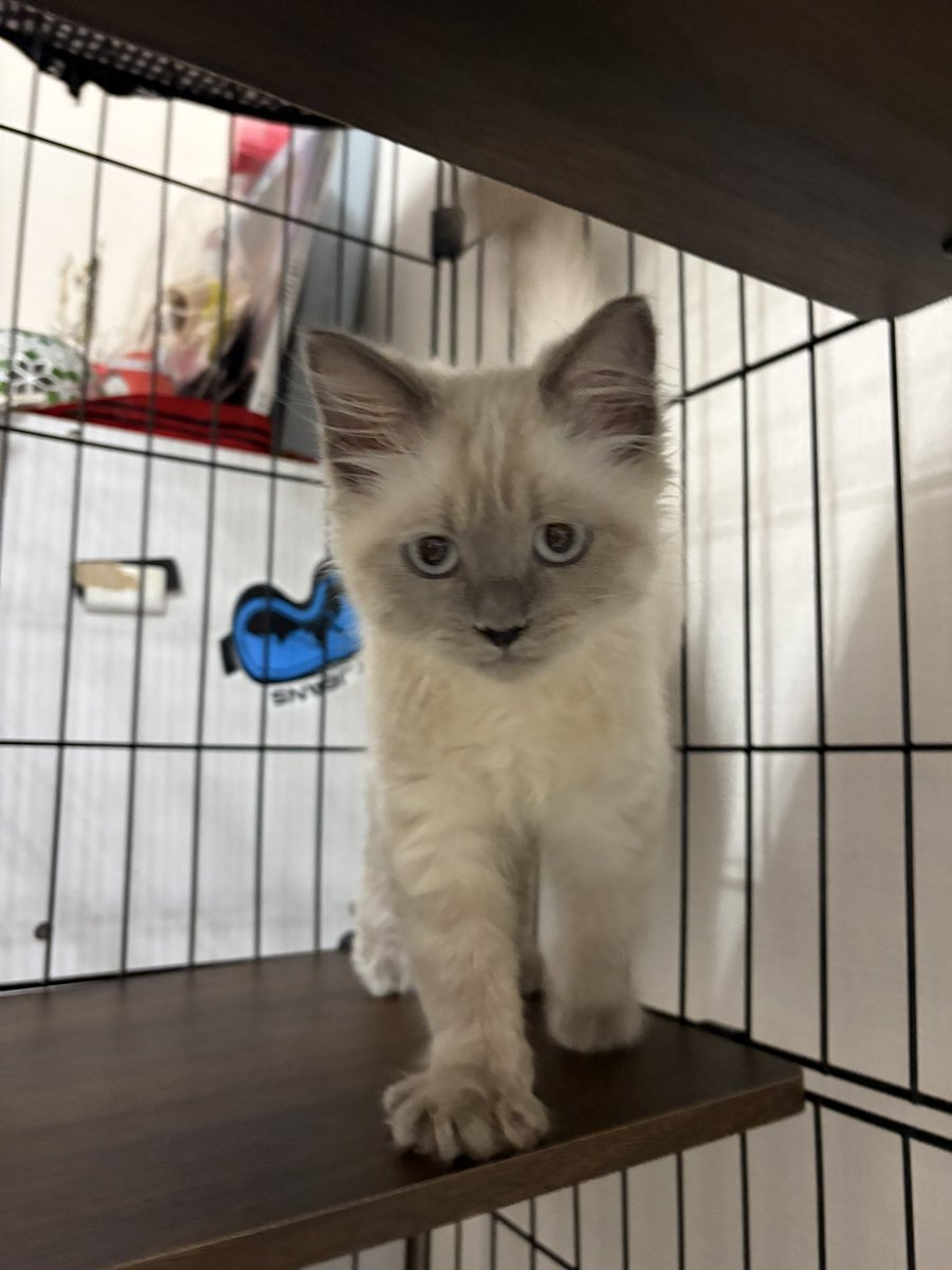 jujutasara's tweet photo. 新しい家族🫶

#ネヴァマスカレード
#サイベリアン
#猫のいる暮らし https://t.co/yYuoiE7sGi