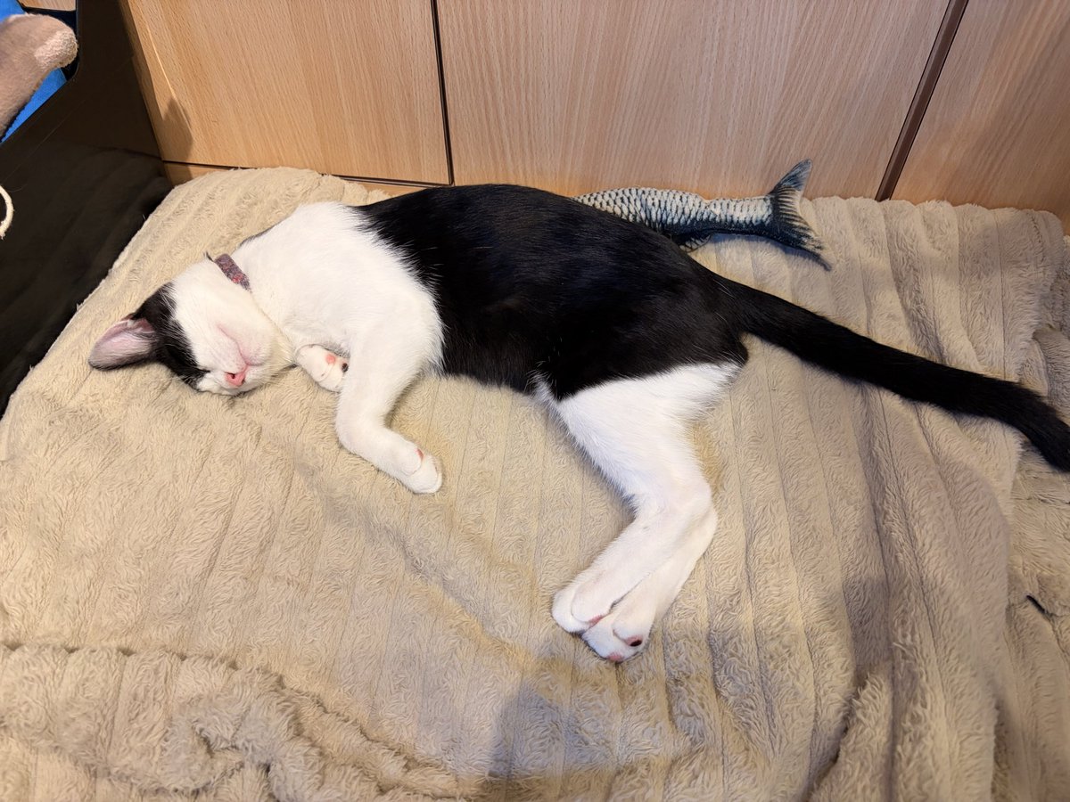 princess__aqua's tweet photo. 谷中で美味しいかき氷とランチを食べて、猫カフェへ🐈
かき氷、苺がそのまま削られてて美味しかった🍧いろいろトッピングできるのも楽しい🥰
猫ちゃんたち、すごくおとなしく撫でさせてくれて幸せでした♡
遊び疲れて寝ちゃったかわいこちゃんと、くつろぐ美人さん♡ https://t.co/sQsiMe8SML