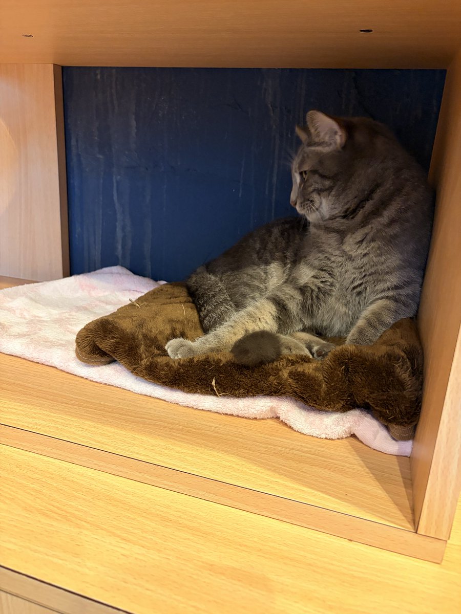 princess__aqua's tweet photo. 谷中で美味しいかき氷とランチを食べて、猫カフェへ🐈
かき氷、苺がそのまま削られてて美味しかった🍧いろいろトッピングできるのも楽しい🥰
猫ちゃんたち、すごくおとなしく撫でさせてくれて幸せでした♡
遊び疲れて寝ちゃったかわいこちゃんと、くつろぐ美人さん♡ https://t.co/sQsiMe8SML