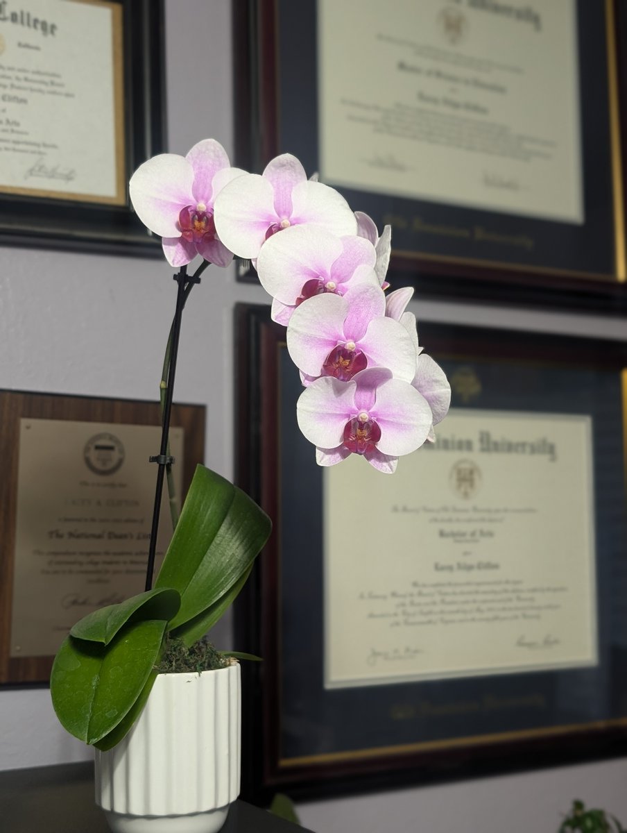 Chicadita's tweet photo. Check out these stunners I found at the grocery store of all places. #OfficeLife #OfficeFlowers #Orchids #OrchidLover https://t.co/WCvP326r2W
